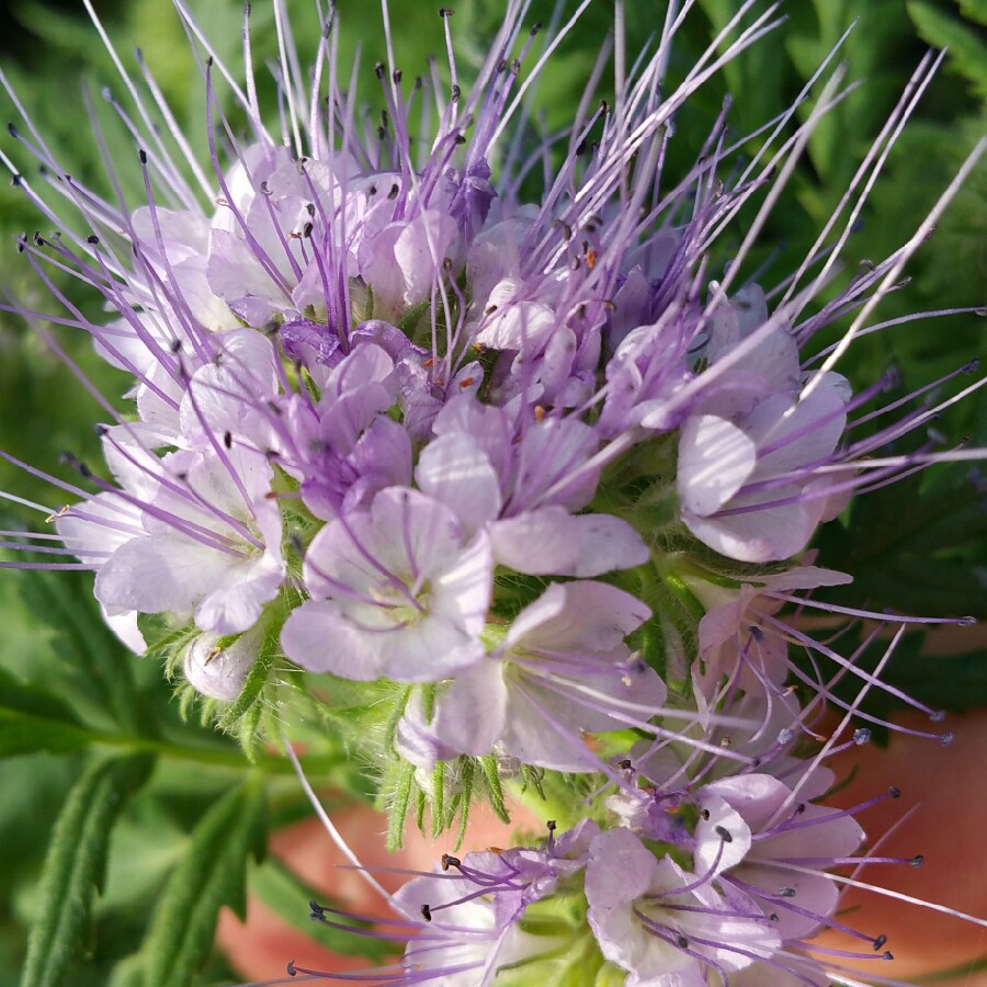 plant image 164347