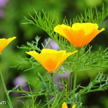 California Poppy 'XL Yellow'