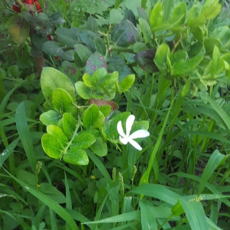 Plant image Carissa grandiflora