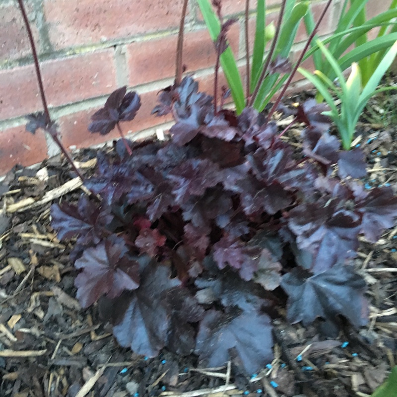 plant image 63899