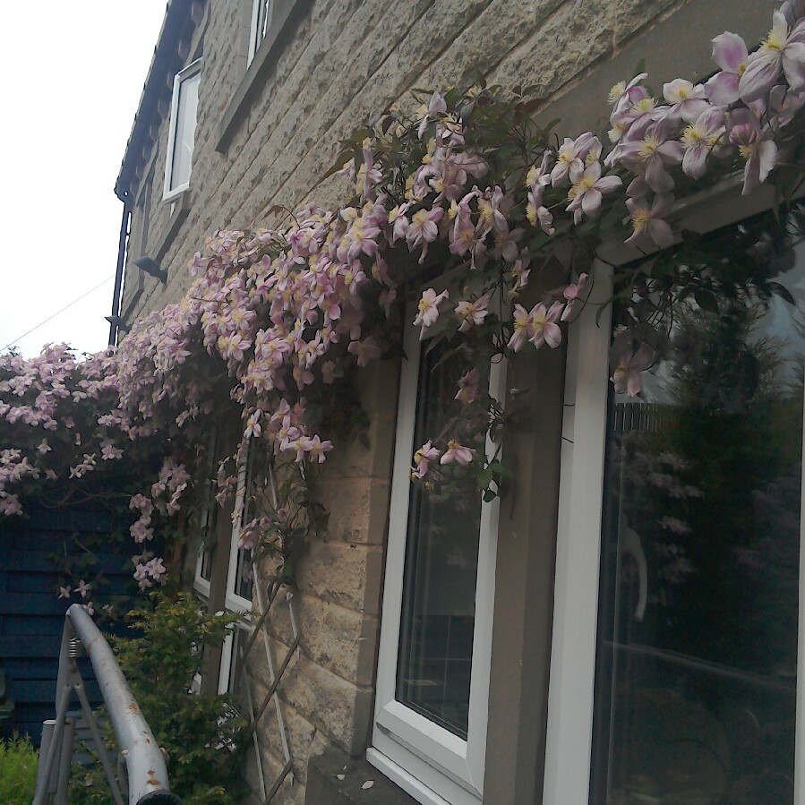Clematis Montana 'Elizabeth'