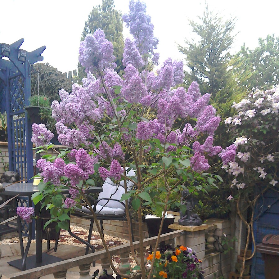 Opium Poppy 'Double Lilac'
