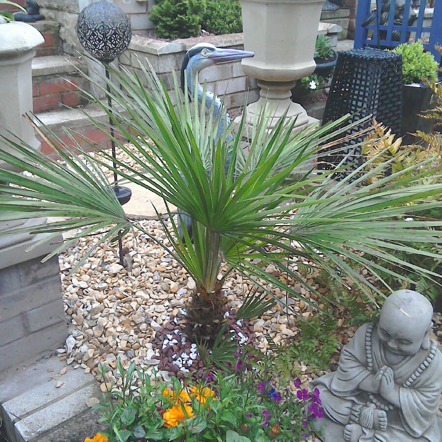 Jacqueline's garden