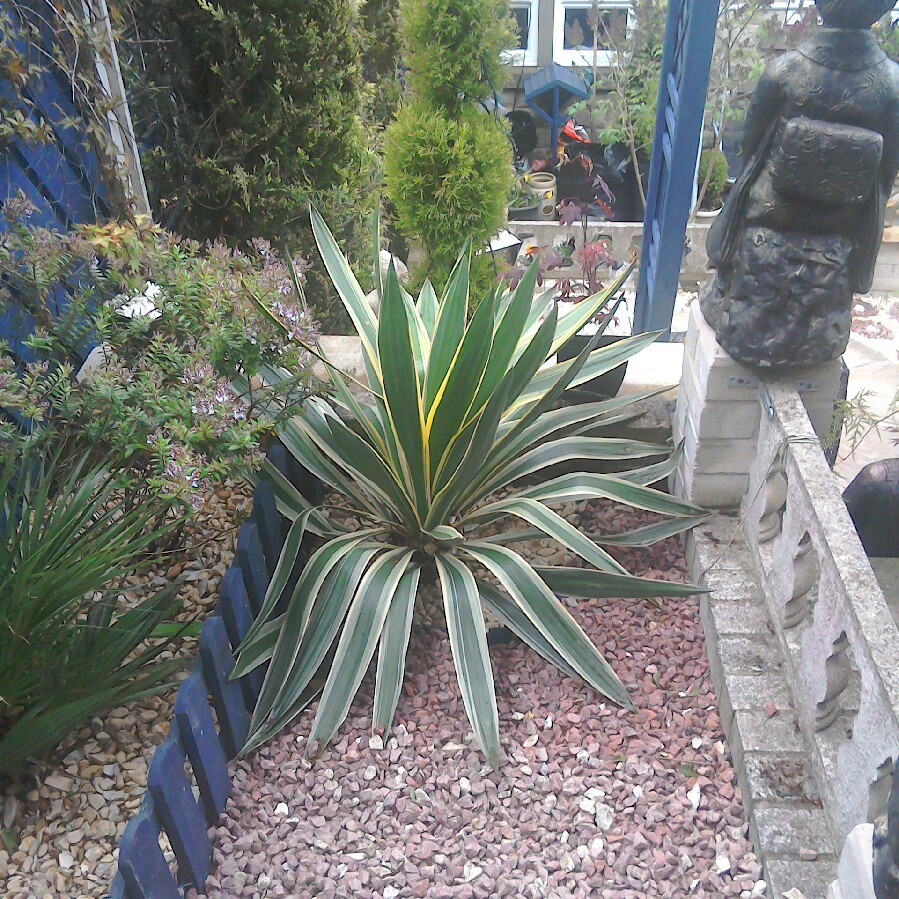 Jacqueline's garden
