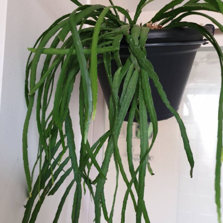 Plant image Rhipsalis Microcantha