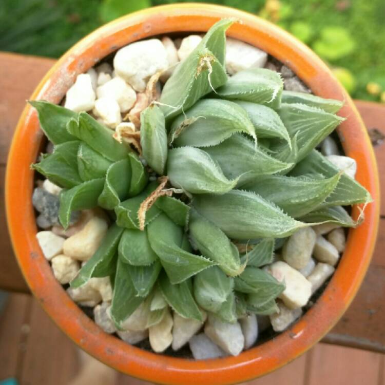 Plant image Haworthia retusa 'White Ghost'