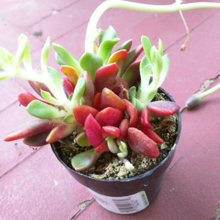 Plant image Anacampseros Rufescens