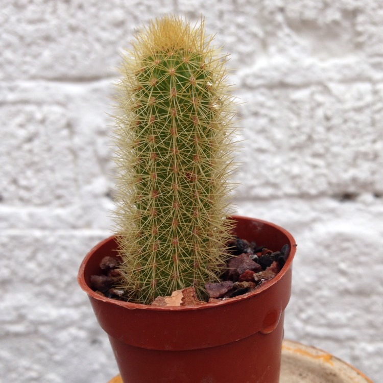 plant image 321396