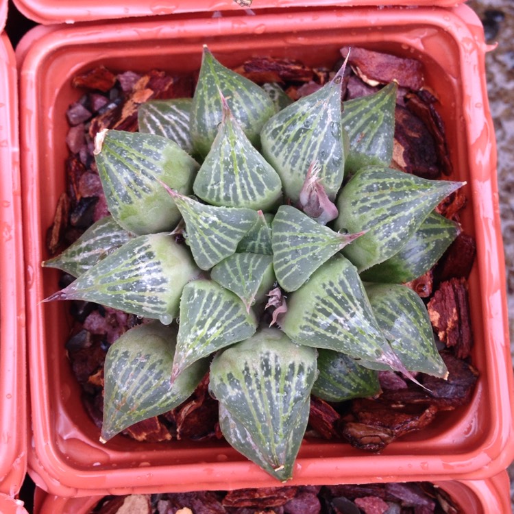 plant image 322468