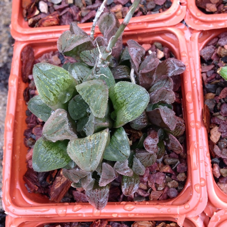 plant image 326455 plant image 326455