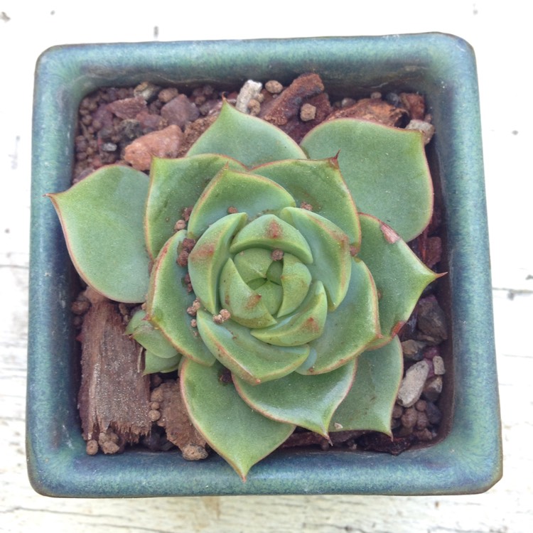 plant image 381179 plant image 381179