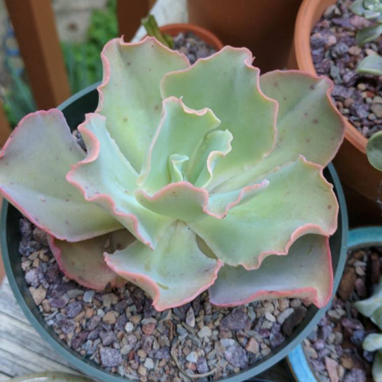plant image 440300