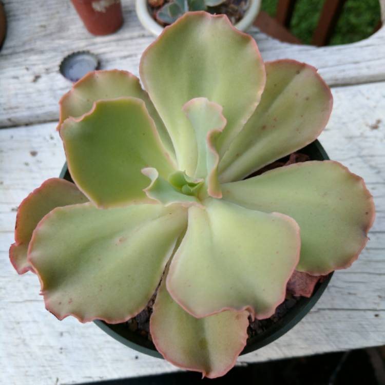 Plant image Echeveria Shaviana Pink Frills