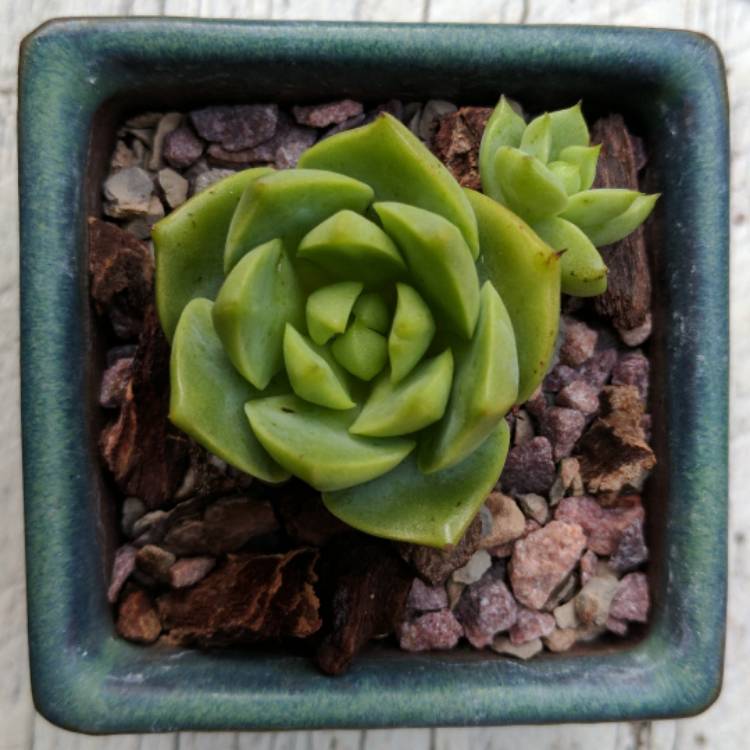 Plant image Echeveria Ramillete