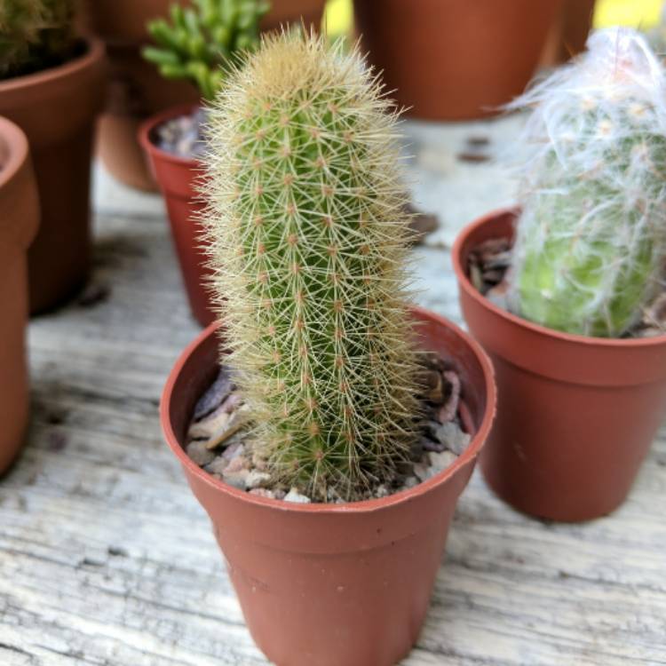 plant image 525425