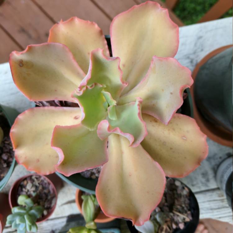 plant image 525455