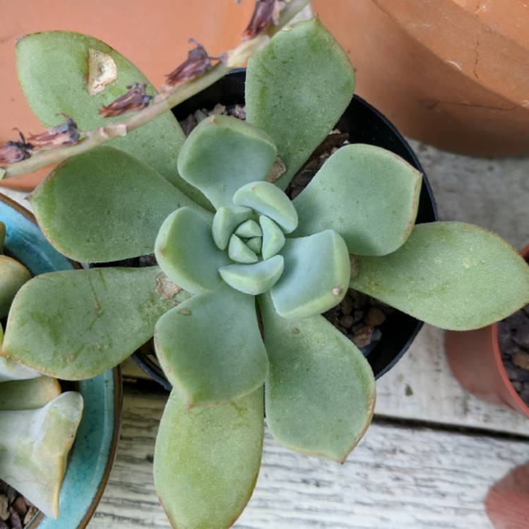 Plant image Echeveria Haageana