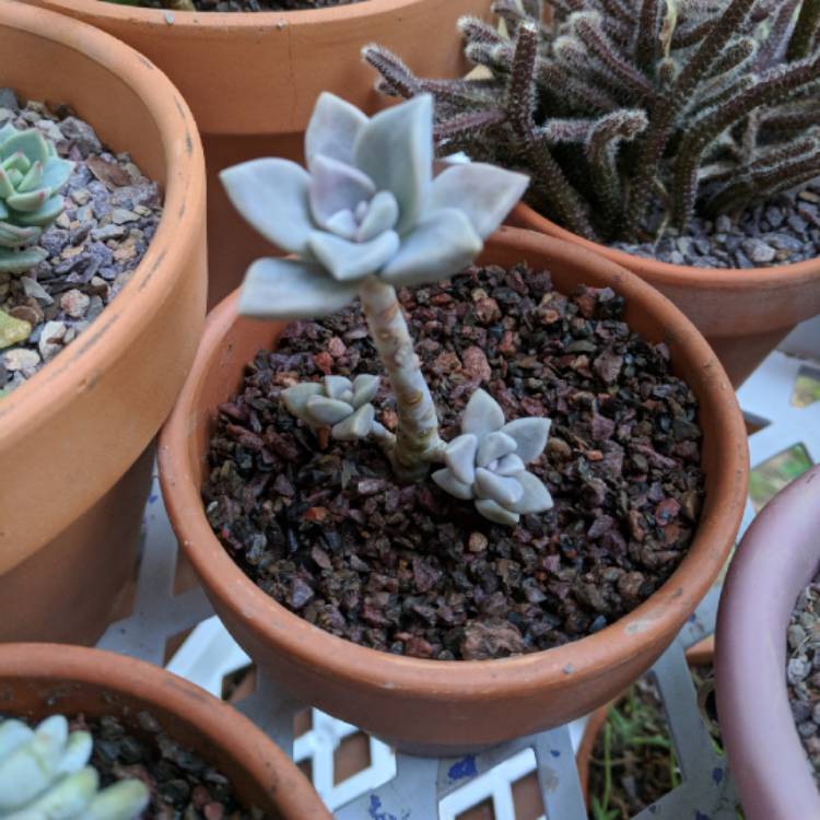 plant image 667244 plant image 667244