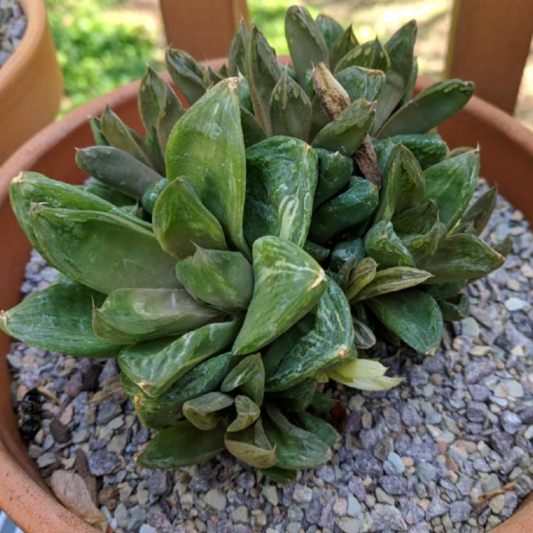 plant image 677013