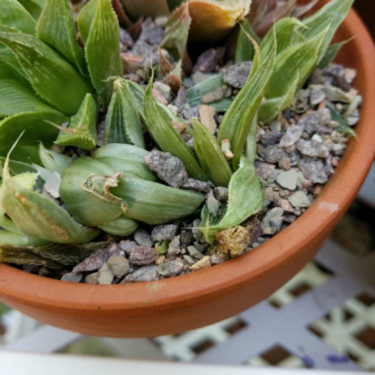 plant image 677018 plant image 677018