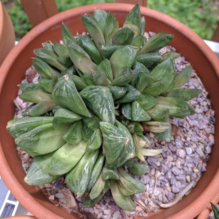 Plant image Haworthia Cuspidata Variegata