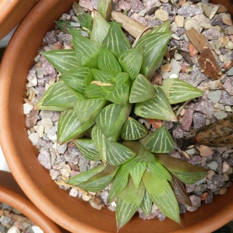 plant image 707467