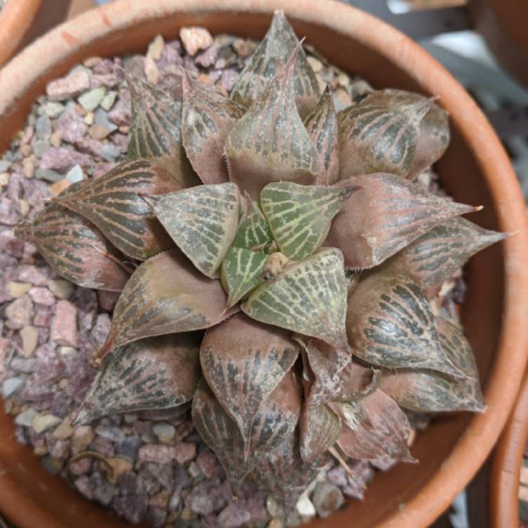 plant image 707476
