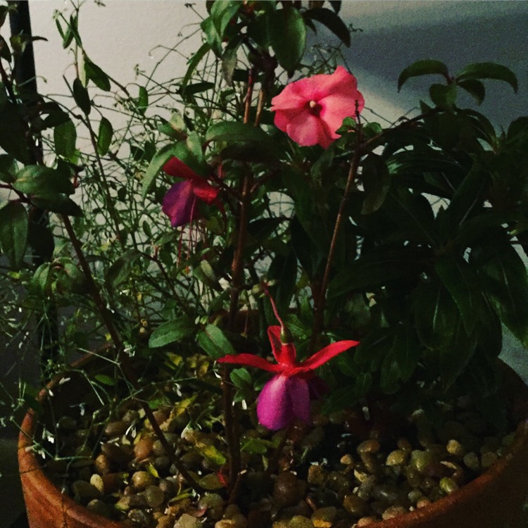 Plant image Fuchsia 'Lady Boothby'