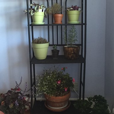 Jennifer's garden