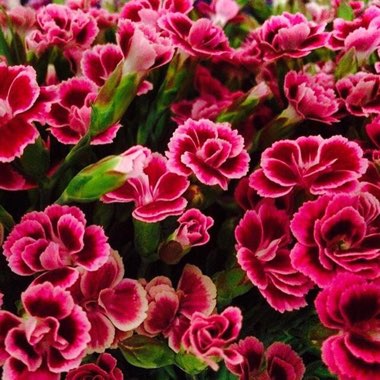 Sweet William