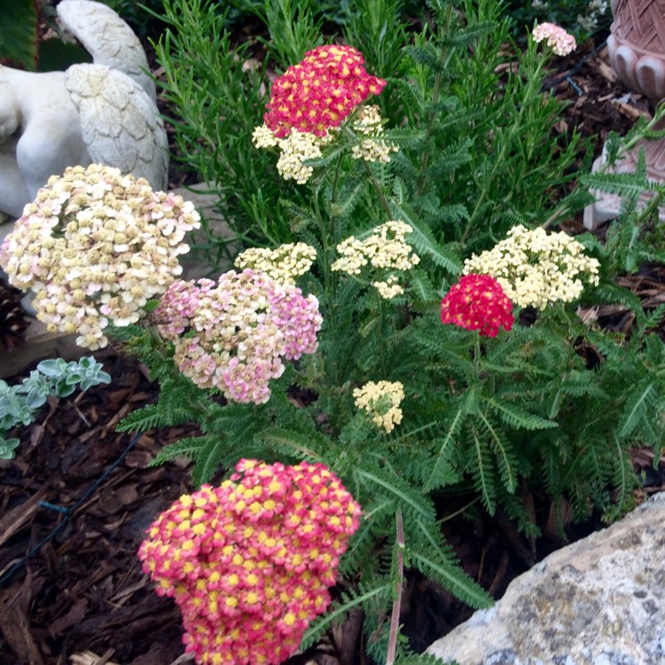 Plant image Achillea millefolium 'Paprika'