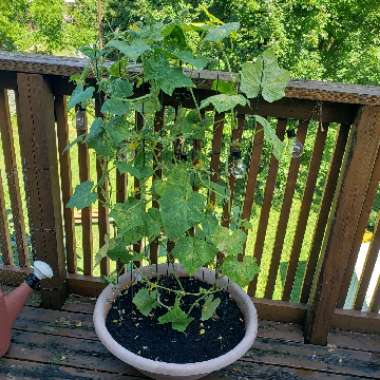 Cucumber