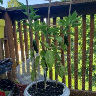 Emily's garden