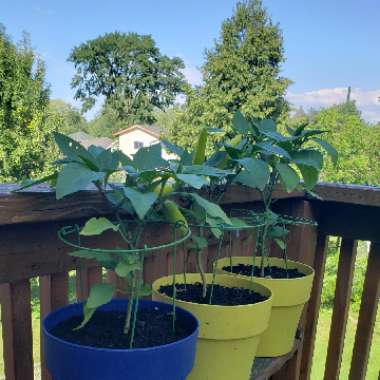 Capsicum Annuum 'Hot Banana'