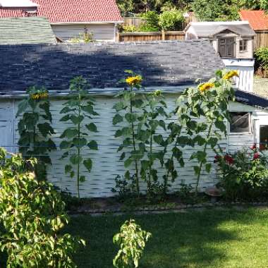 Emily's garden