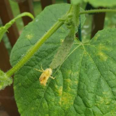 Cucumis sativus
