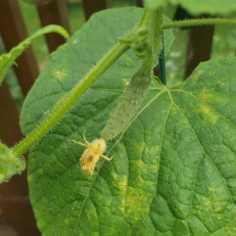 plant image 1143341