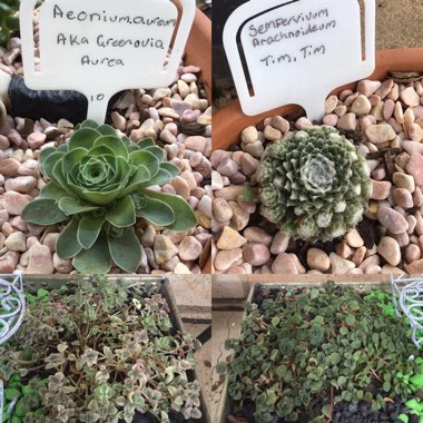 Rebekah's garden