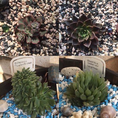 Rebekah's garden