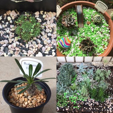 Rebekah's garden