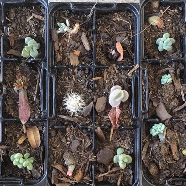 Rebekah's garden