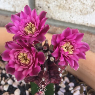 Rebekah's garden