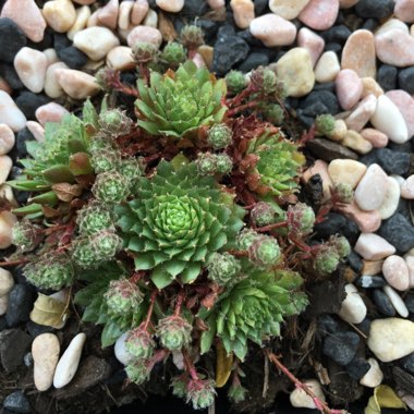 Rebekah's garden