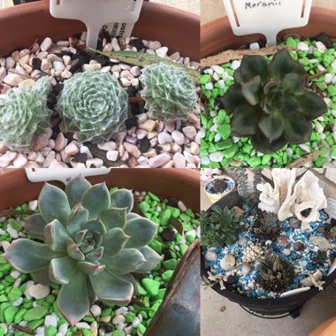 Rebekah's garden