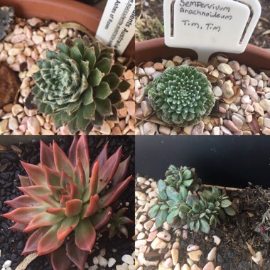 Rebekah's garden