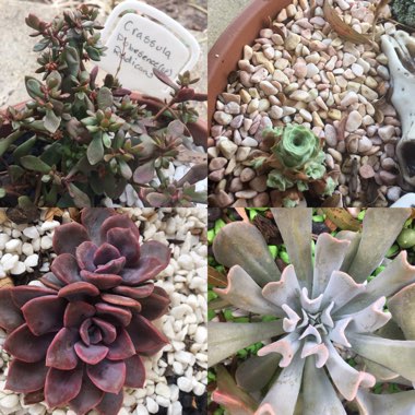 Rebekah's garden