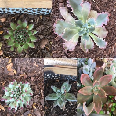 Rebekah's garden