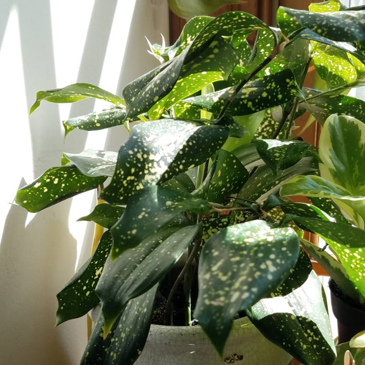 Plant image Dracaena Godseffiana 'Gold Dust'
