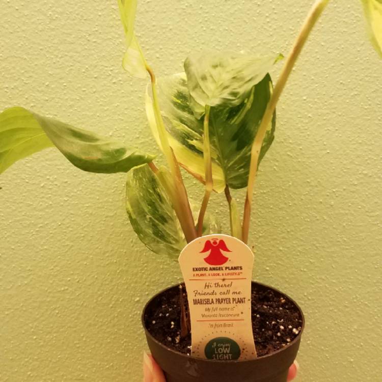Plant image Maranta Leuconeura ‘Marisela'