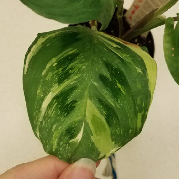 Plant image Maranta Leuconeura ‘Marisela'